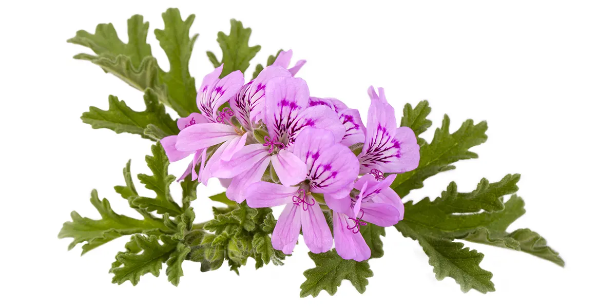 Esenciální olej Bio Geranium růžové Bourbon a květy pelargonie