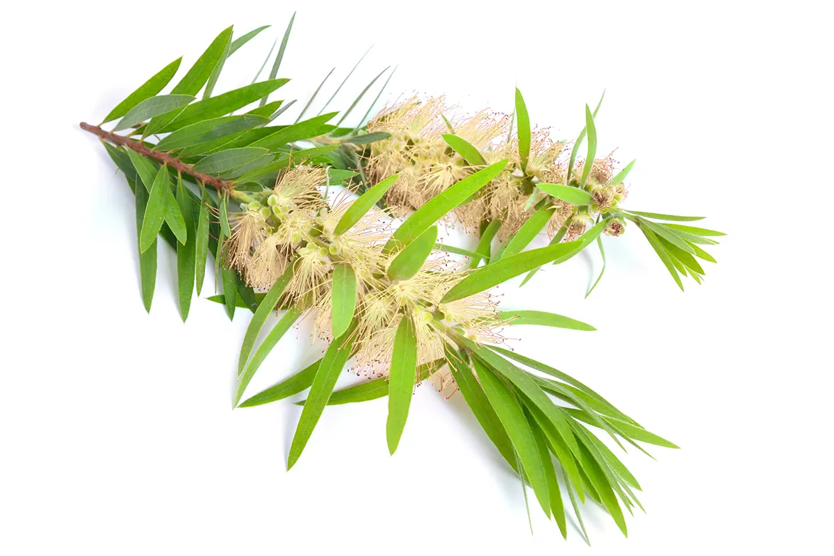 Esenciální olej Kajeput a listy kajeputu bělavého Melaleuca leucadendron