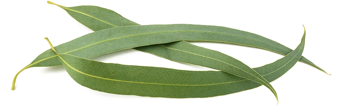 Bio esenciální olej Eukalyptus radiata a listy stromu Eucalyptus radiata