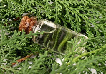 Esenciální olej Cypřiš: Vůně, která uvolňuje stagnaci a podporuje životní změny