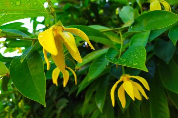 Kananga: Sestra ylang-ylangu z indonéských tropů