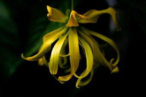 Ylang-ylang: tropický poklad, éterický olej a jeho účinky
