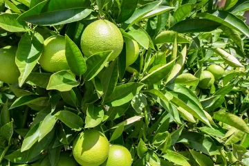 Petitgrain: zelené listy  a éterický olej s vůní kolínské vody