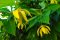 Kananga: Sestra ylang-ylangu z indonéských tropů