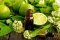 Limetka a její éterický olej: citrus, který žil ve stínu citronu