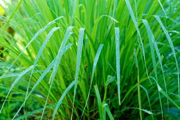 Esenciální olej Lemongrass: Energický restart pro vaši mysl i domov