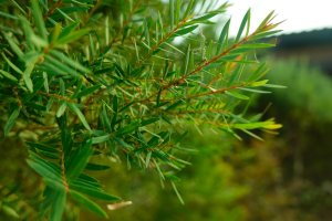 Bio Niaouli: pacifický příbuzný tea tree s jemnější vůní