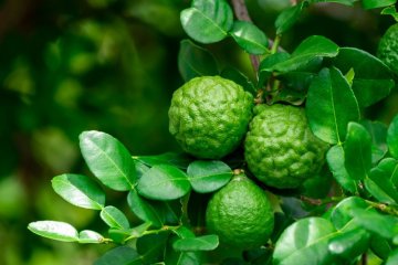 Bergamot: Citrusový klenot s vůní plnou slunce a zdraví