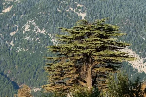 Esenciální olej Cedr: Síla a klid himalájských velikánů