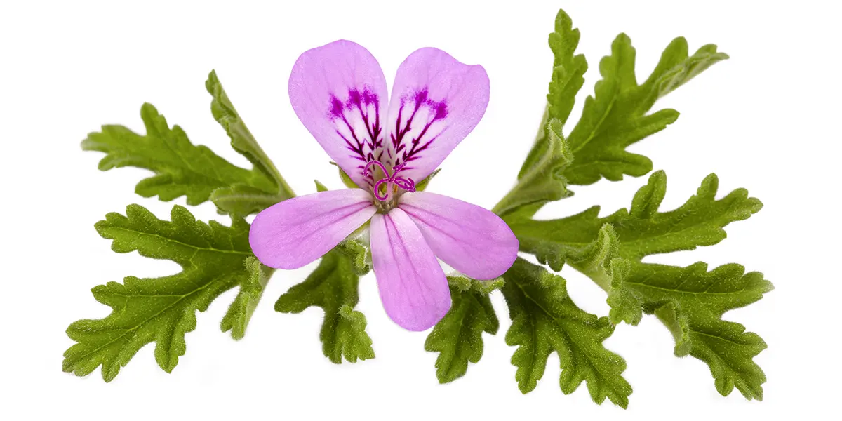 Esenciální olej Geranium a květy pelargonie vonné