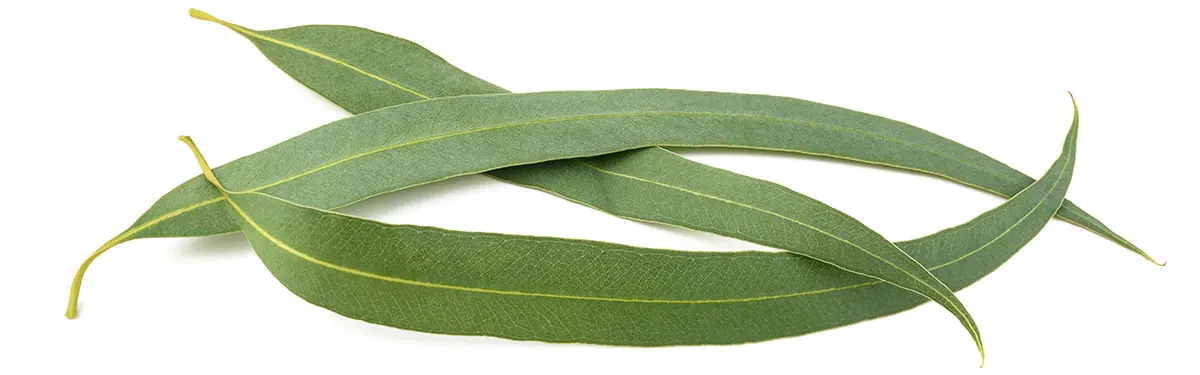 Větvička s listy Eukalyptus Globulus