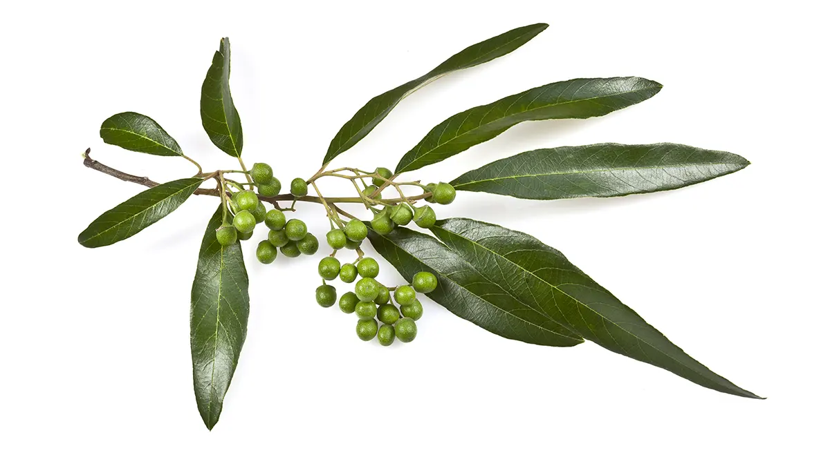 listy a plody litsea cubeba