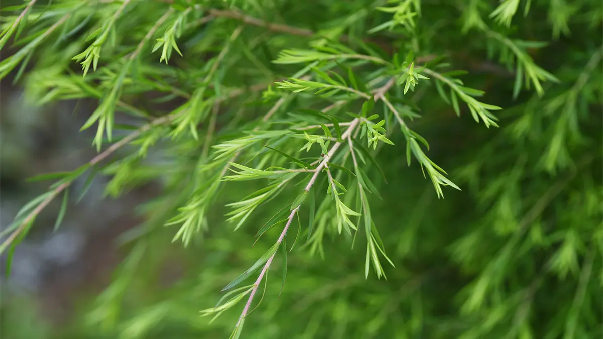 Větvičky stromu Tea tree v Austrálii
