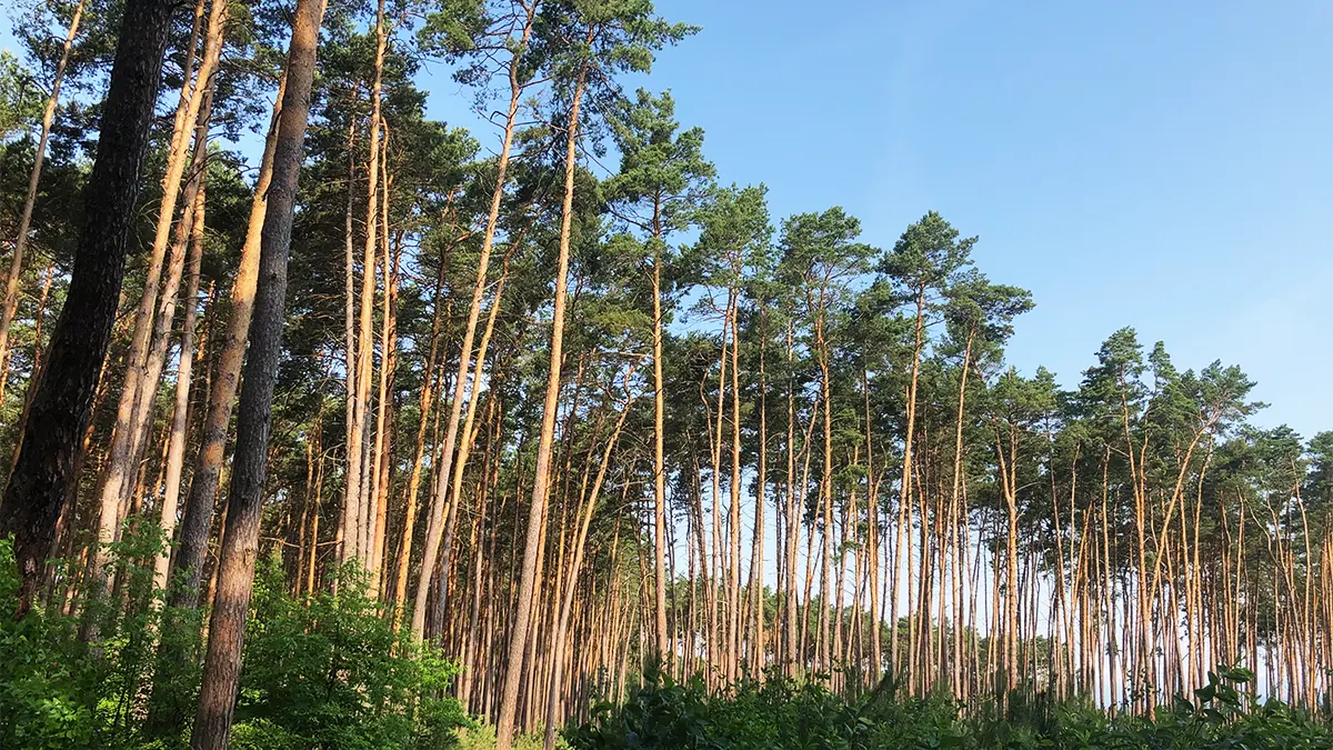 Borovice - les s vrcholky stromů