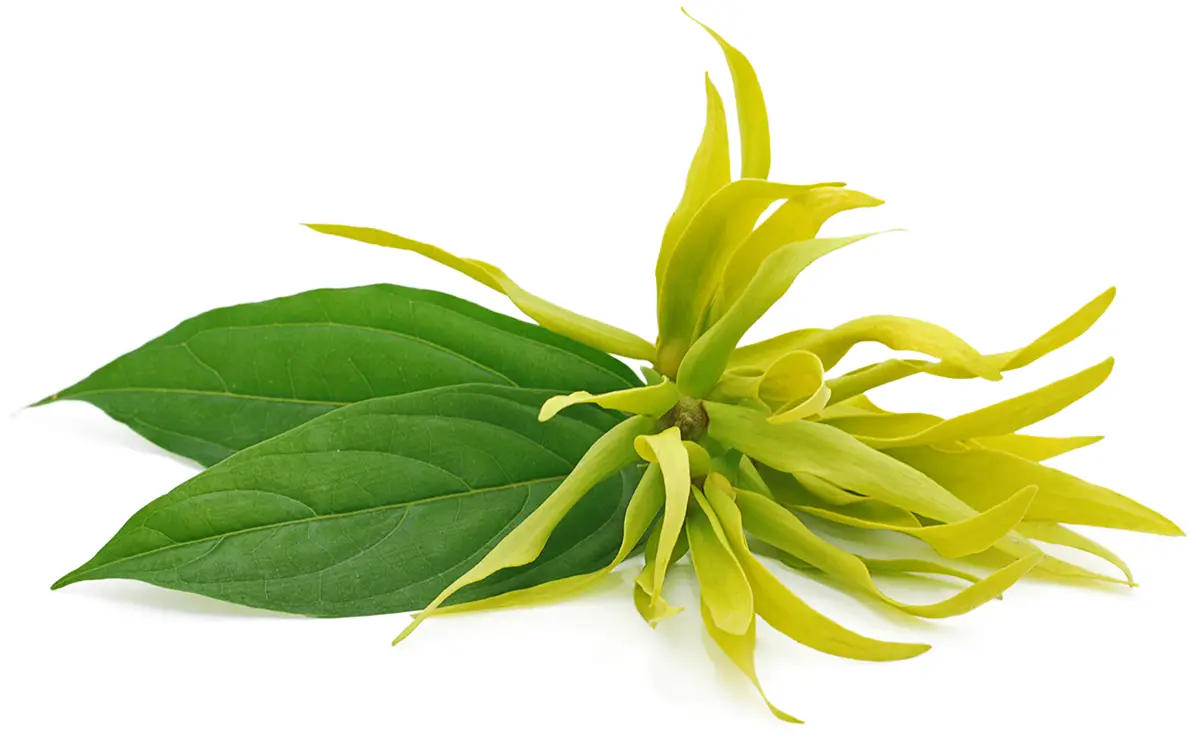 Květy rostliny Cananga odorata na éterický olej Ylang ylang