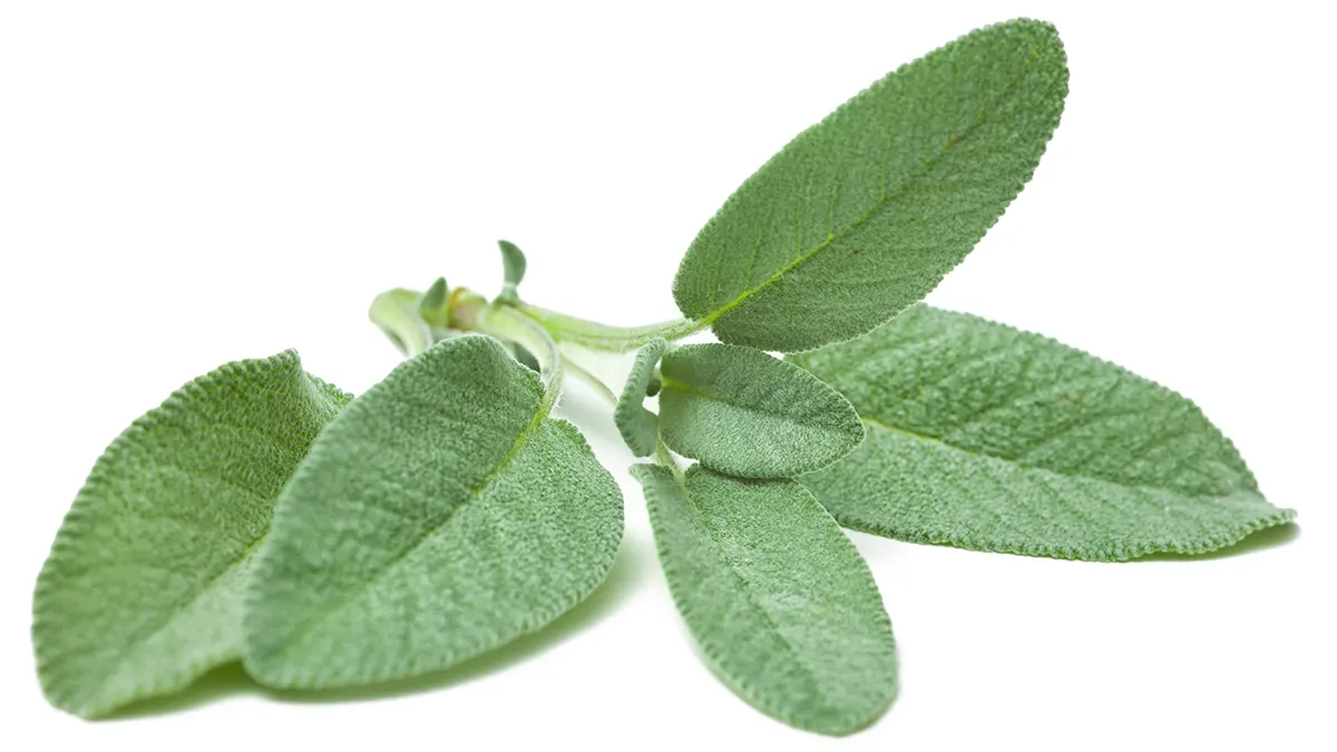 Esenciální olej Šalvěj lékařská a listy šalvěje lékařské Salvia officinalis
